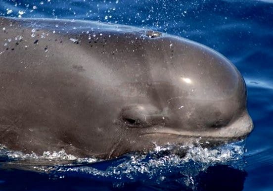Los Gigantes whalewatching tour Tenerife Los Gigantes whalewatching tour Tenerife