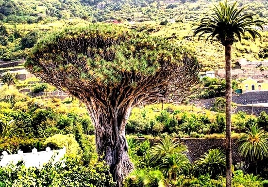 Giant drago tree in Icod de los Vinos Giant drago tree in Icod de los Vinos