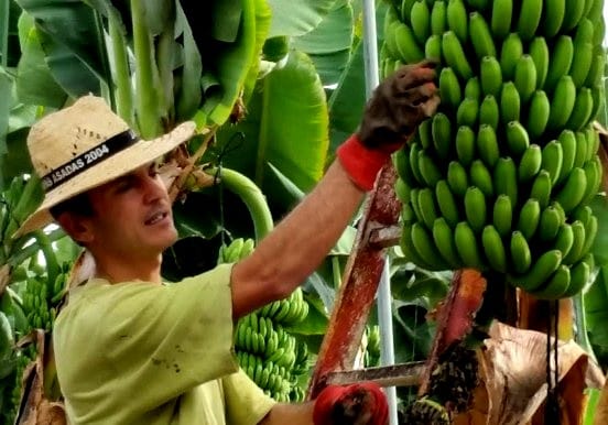 Bananas at Finca Las Margaritas Bananas at Finca Las Margaritas