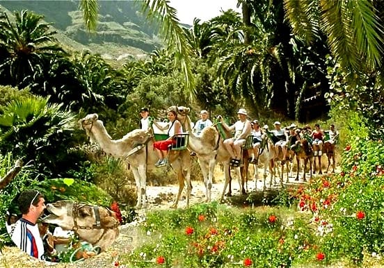 Camel safari through Fataga palm forest Camel safari through Fataga palm forest