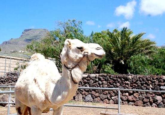 White camel in Tenerife White camel in Tenerife