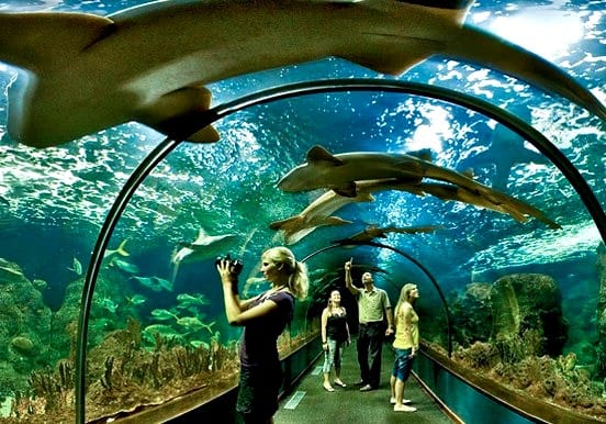 Shark tunnel Loro Parque Puerto de la Cruz Shark tunnel Loro Parque Puerto de la Cruz