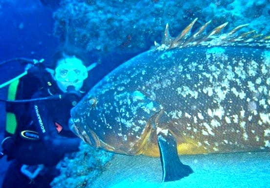Lanzarote diving and discovering Lanzarote diving and discovering