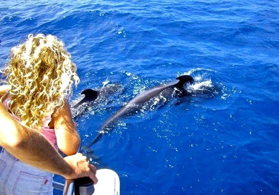 Tenerife whale and dolphin watching Tenerife whale and dolphin watching