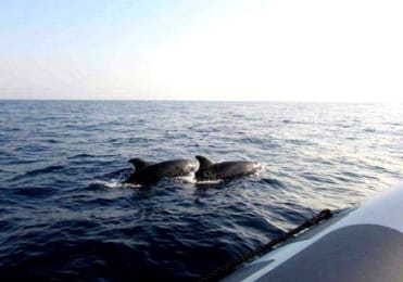 Dolphin spotting in Mallorca Dolphin spotting in Mallorca