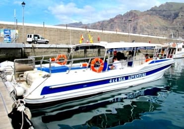Spot dolphin with speed boat Los Gigantes Spot dolphin with speed boat Los Gigantes