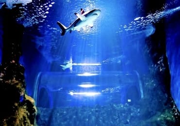 Shark diving in Aquarium Lanzarote Shark diving in Aquarium Lanzarote