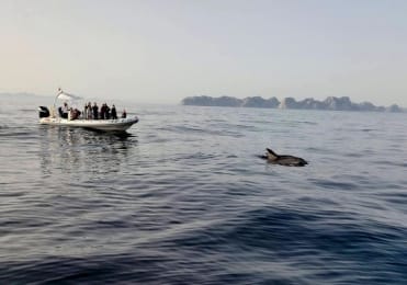 Dolphin spotting Mallorca Dolphin spotting Mallorca