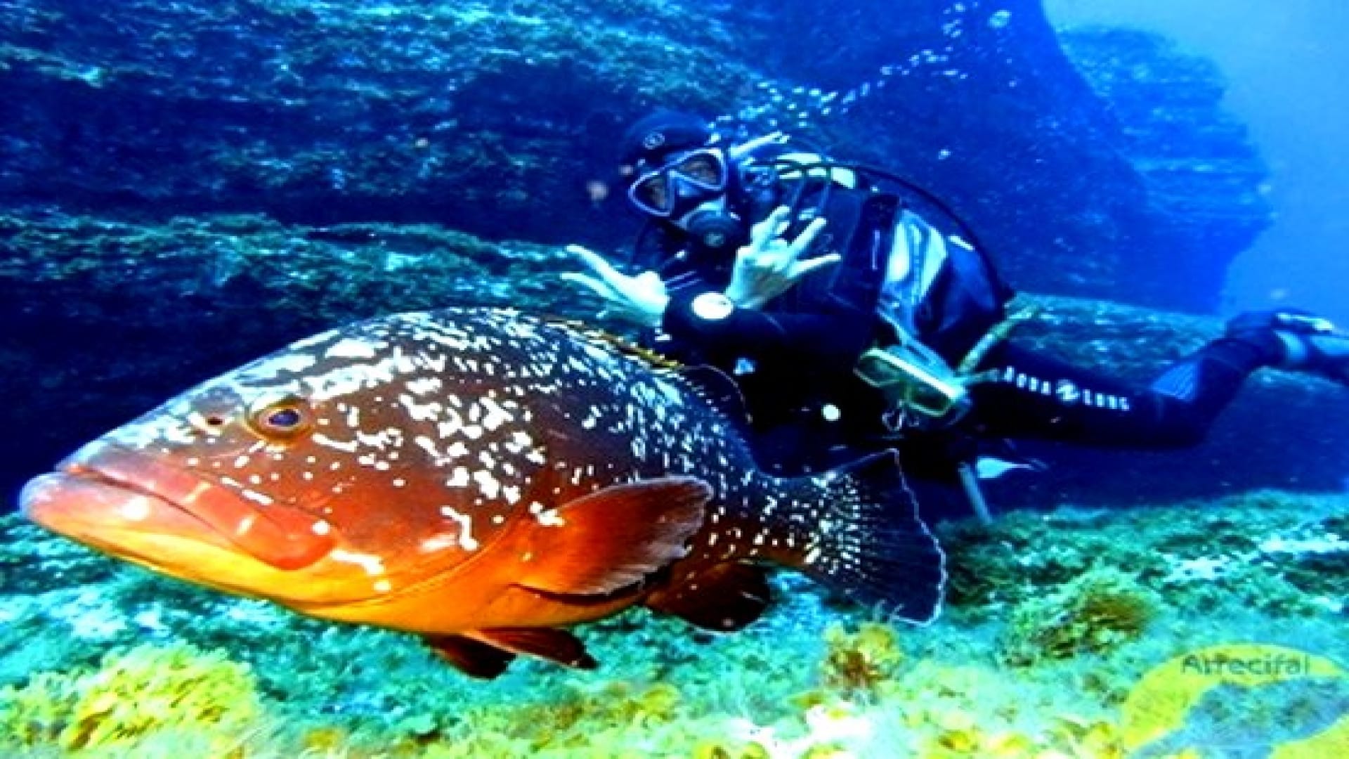 Diving in the impressive underwater of el hie Diving in the impressive underwater of el hierro